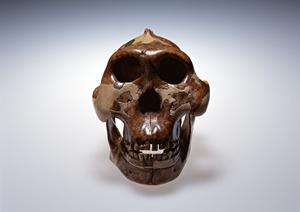 郡山市に位置する口腔外科のある歯医者